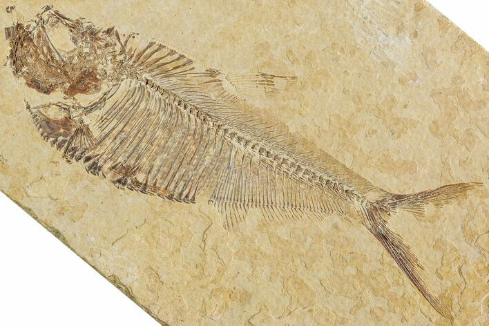 Fossil Fish (Diplomystus) - Green River Formation #233092